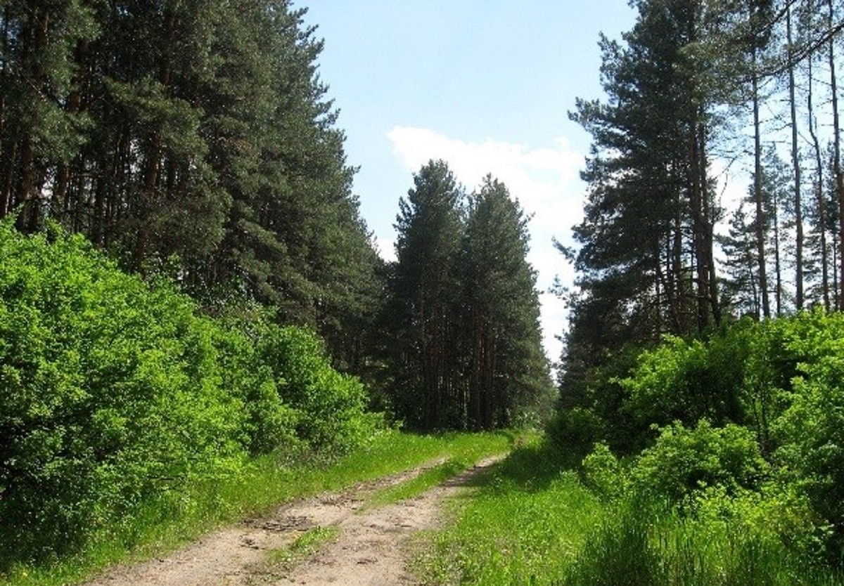 Урочище «Отрог»